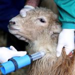 Asaja Ciudad Real convoca una protesta el jueves 22 de enero por la gestión de la lengua azul