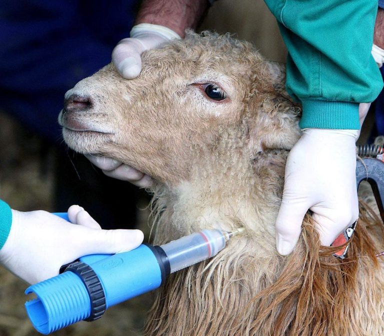 Asaja Ciudad Real convoca una protesta el jueves 22 de enero por la gestión de la lengua azul