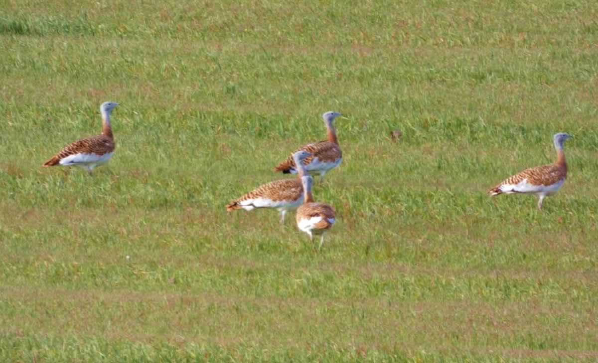 Las Tablas de Daimiel, refugio invernal inédito para espátulas y avutardas