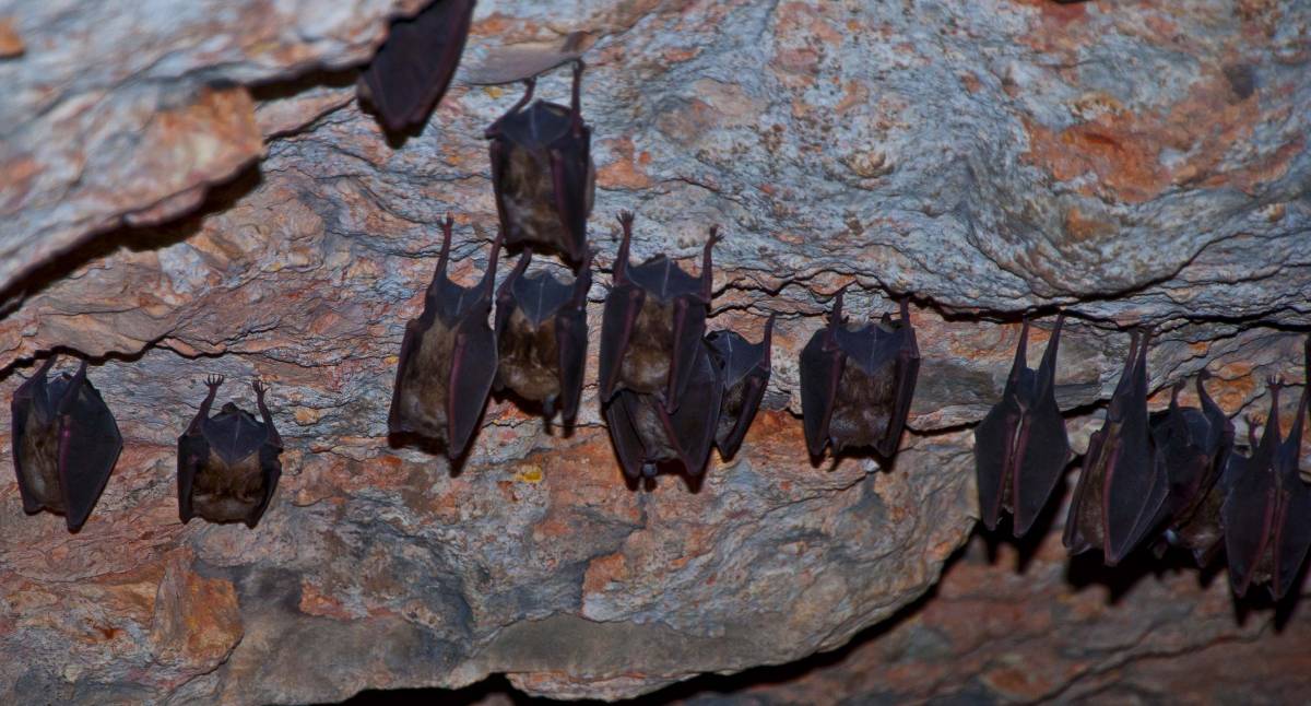 La Cueva de Montesinos, una joya de Albacete del III milenio a.C. y que aparece en El Quijote