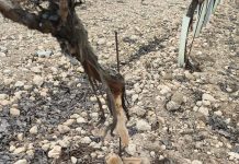 Agricultores de C-LM rechazan la emergencia cinegética por conejos y piden un cambio de modelo ante el aumento de los daños