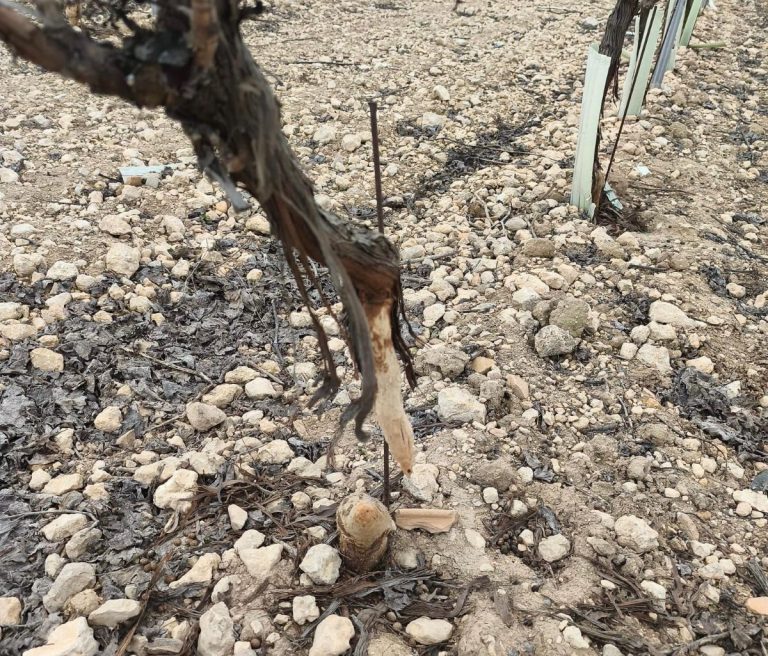 Agricultores de C-LM rechazan la emergencia cinegética por conejos y piden un cambio de modelo ante el aumento de los daños