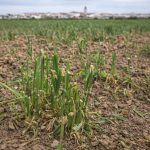 Argamasilla de Alba reclama la declaración de plaga de conejos y medidas urgentes para frenar los daños en el campo