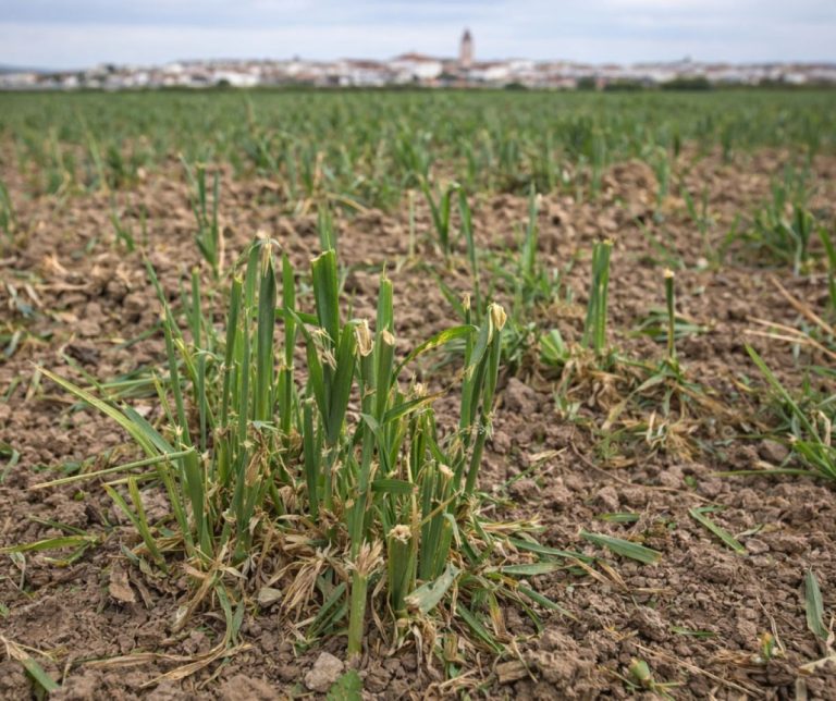Argamasilla de Alba reclama la declaración de plaga de conejos y medidas urgentes para frenar los daños en el campo