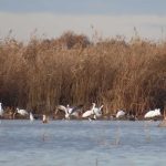 Las Tablas de Daimiel, refugio invernal inédito para espátulas y avutardas