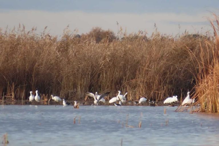 Las Tablas de Daimiel, inundadas: 1.500 hectáreas encharcadas