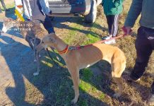 Investigados por caza furtiva de liebres en una zona protegida de Velada