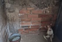 Maltrato animal en Puertollano: rescatados 110 perros abandonados en una finca