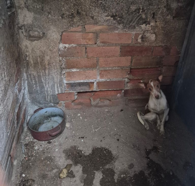 Inhabilitados para tener animales en Puertollano tras rescatar a 100 perros maltratados