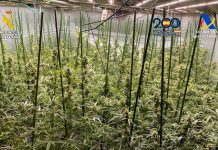 Registros en Toledo por un grupo que enviaba marihuana a Alemania y Polonia