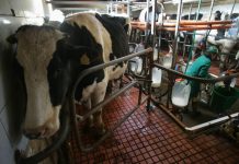 El plazo para pedir ayudas al control del rendimiento lechero en C-LM se abre este sábado