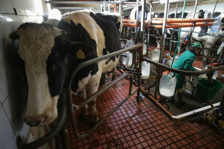 El plazo para pedir ayudas al control del rendimiento lechero en C-LM se abre este sábado