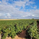 Una empresa de Socuéllamos refuerza su apuesta por la biotecnología ecológica para mejorar la rentabilidad del viñedo