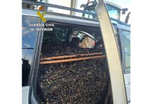Interceptados 1.350 kilos de aceituna presuntamente hurtada en Las Peralosas-Malagón