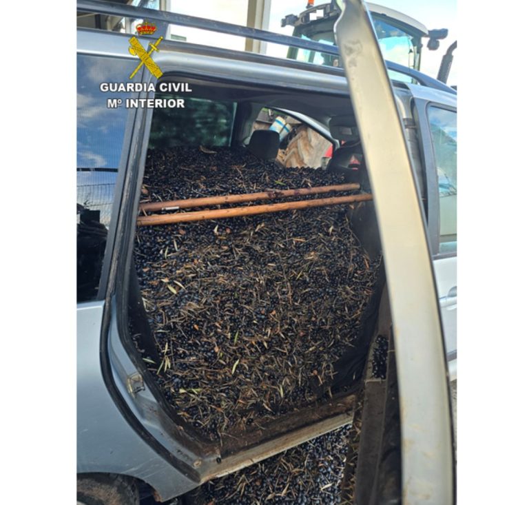 Interceptados 1.350 kilos de aceituna presuntamente hurtada en Las Peralosas-Malagón