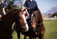 Ocio alternativo: 3 rutas a caballo para disfrutar de los paisajes de Castilla-La Mancha
