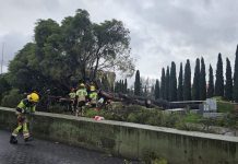 Un histórico pino se desploma en pleno centro de Guadalajara tras semanas de lluvias intensas