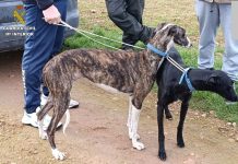 Golpe al furtivismo en Manzanares y Membrilla: detenido un miembro de una red de caza ilegal con galgos