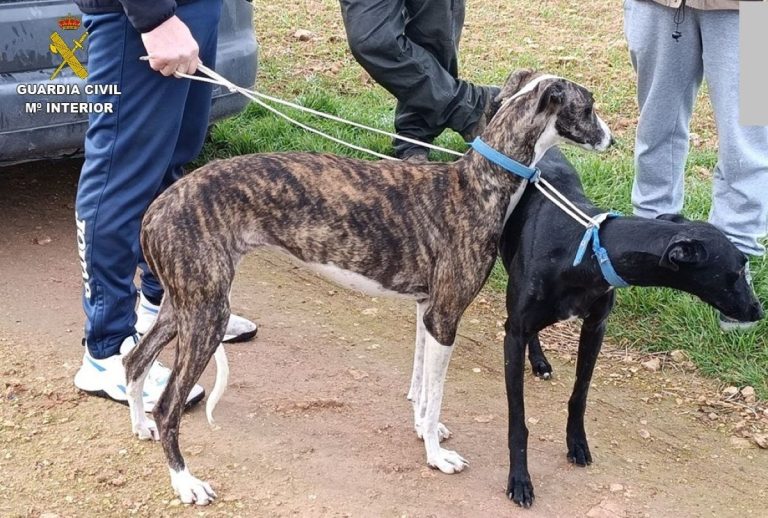 Golpe al furtivismo en Manzanares y Membrilla: detenido un miembro de una red de caza ilegal con galgos
