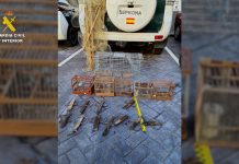 Cazado usando liga y redes prohibidas para atrapar jilgueros en Talavera de la Reina