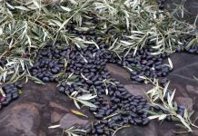 El campo celebra el agua en C-LM, pero el olivar acusa el golpe de las lluvias