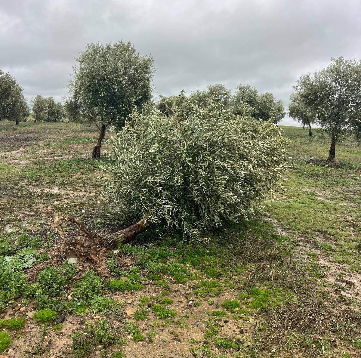 ASAJA Ciudad Real denuncia el impacto “muy grave” de las lluvias y el viento en el campo provincial