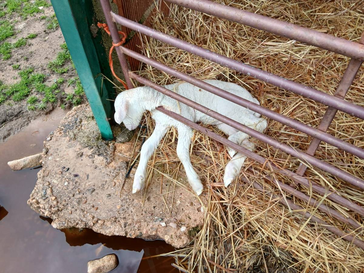 ASAJA Ciudad Real denuncia el impacto “muy grave” de las lluvias y el viento en el campo provincial