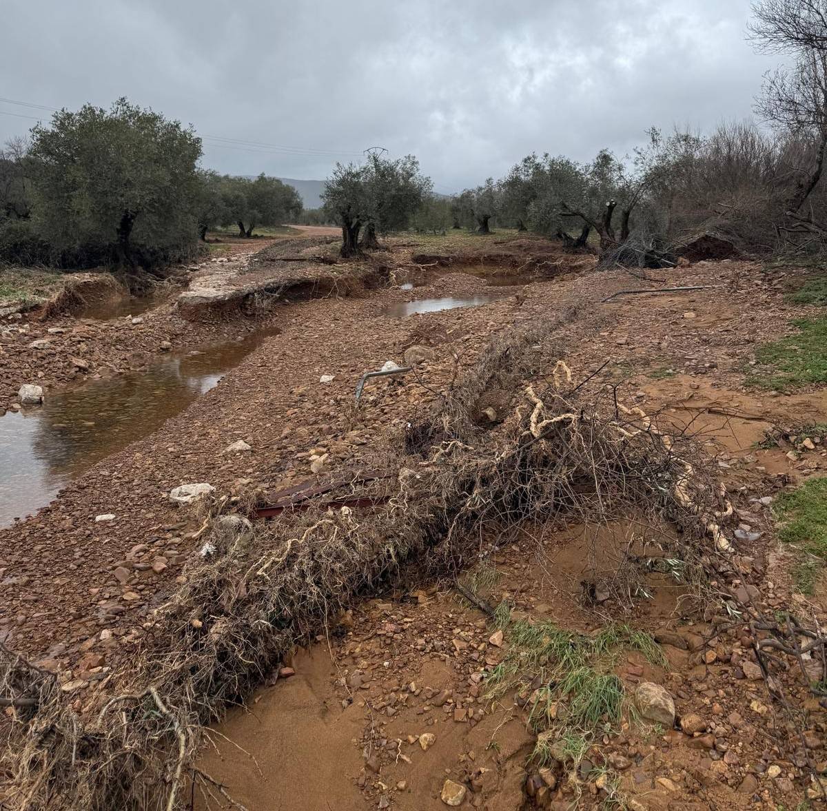 ASAJA Ciudad Real denuncia el impacto “muy grave” de las lluvias y el viento en el campo provincial
