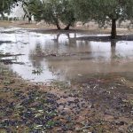 Asaja advierte de graves pérdidas en el olivar de Ciudad Real tras el paso de la borrasca ‘Kristin’