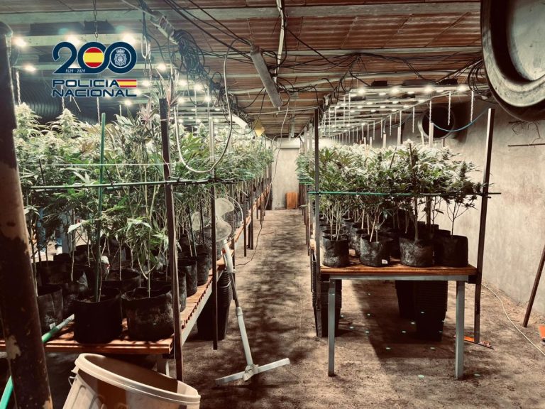 Tenían una plantación de marihuana escondida bajo un criadero de pollos en Torrijos