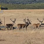 Investigados dos hombres por abatir ciervos de alto valor en una finca cinegética de Ciudad Real