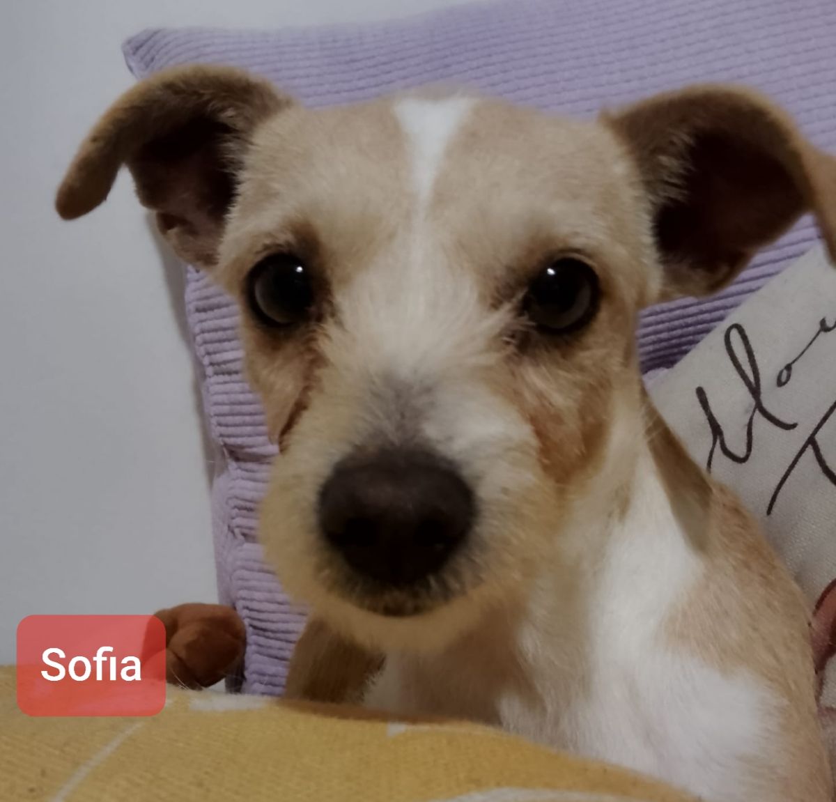 Se busca a Sofía, una perrita perdida en Albacete: se ofrecen 500 euros de recompensa