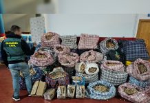 Desarticulado un grupo que robaba adormidera en cultivos farmacéuticos de Albacete para enviarla a EEUU