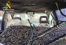 Detenidos tras robar 810 kg de aceitunas en Val de Santo Domingo