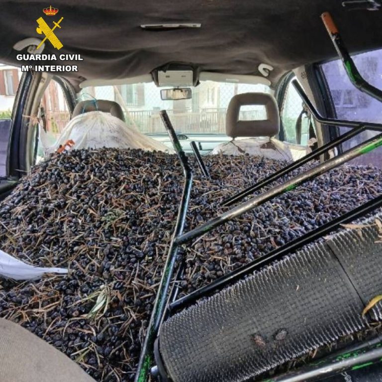 Detenidos tras robar 810 kg de aceitunas en Val de Santo Domingo