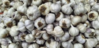 El sector del ajo morado denuncia la caída de productividad y reclama medidas urgentes