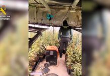 La casa de la marihuana en Hormigos: 1.500 plantas cultivadas, algunas incluso de una potente variedad morada