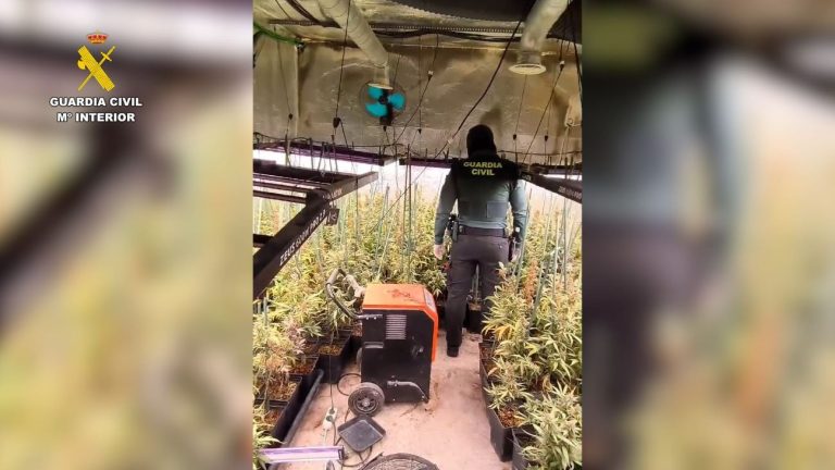 La casa de la marihuana en Hormigos: 1.500 plantas cultivadas, algunas incluso de una potente variedad morada