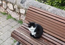 Denuncian la muerte de siete gatos por veneno en una colonia autorizada de Cuenca