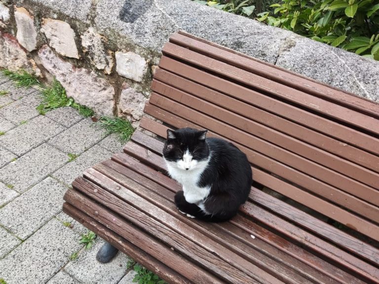 Denuncian la muerte de siete gatos por veneno en una colonia autorizada de Cuenca