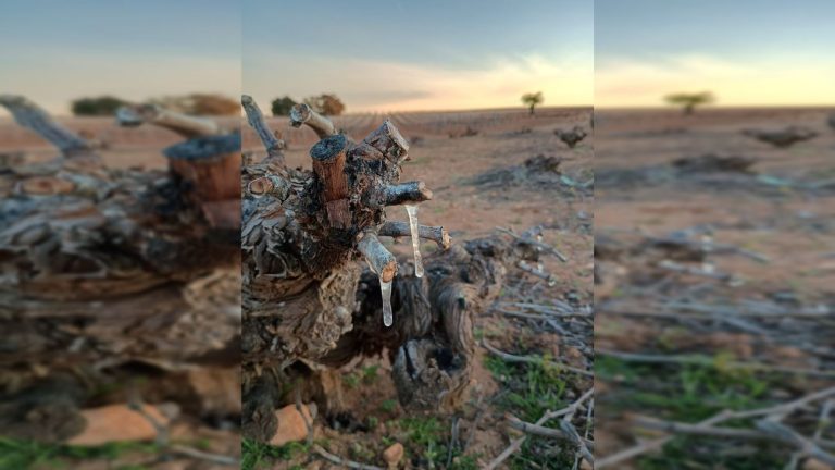 Las heladas ponen en jaque al campo en Castilla-La Mancha