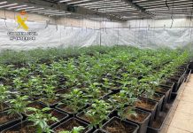 Tres detenidos y 649 plantas de marihuana en una operación en Almodóvar del Campo