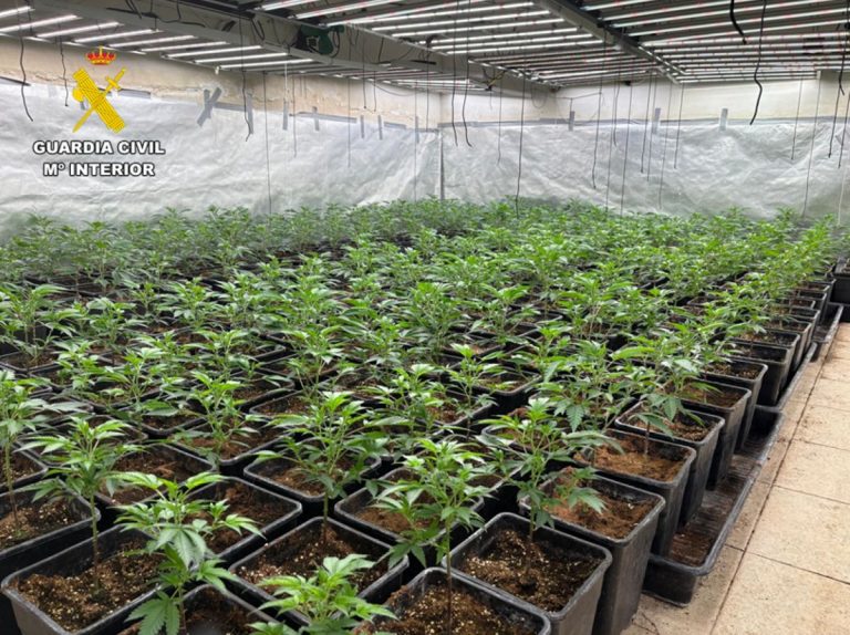 Tres detenidos y 649 plantas de marihuana en una operación en Almodóvar del Campo