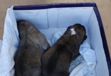 Dos vecinos de Villarrobledo abandonan tres cachorros en la basura y terminan detenidos