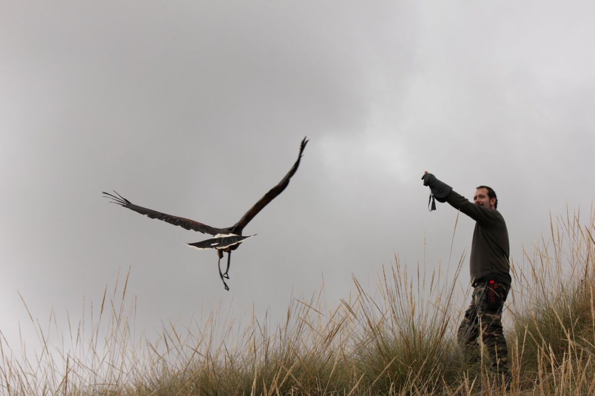 Adentrarse en la cetrería: la experiencia de volar a un águila en un pueblo de Guadalajara