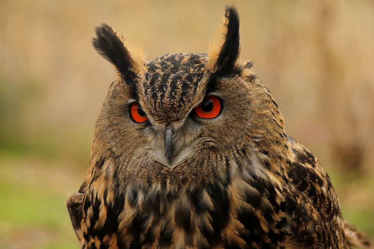Adentrarse en la cetrería: la experiencia de volar a un águila en un pueblo de Guadalajara