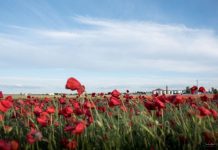 Las amapolas de Socuéllamos: rutas para el espectáculo rojo de La Mancha