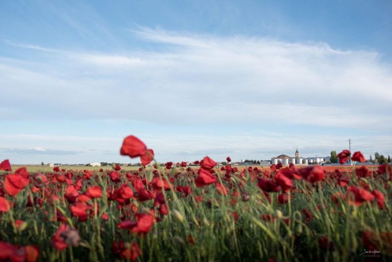 Las amapolas de Socuéllamos: rutas para el espectáculo rojo de La Mancha