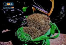 Rescate a una decena de erizos en Ciudad Real cazados ilegalmente