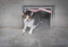 Entidades locales de C-LM podrían recibir ayudas para el control ético de colonias de gatos